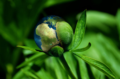 Die Weltkugel aus einer Pflanzen heraus als Symbol für Nachhaltigkeit. 